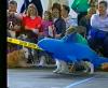 Jaws I (1995) - The Dog Shark.mp4